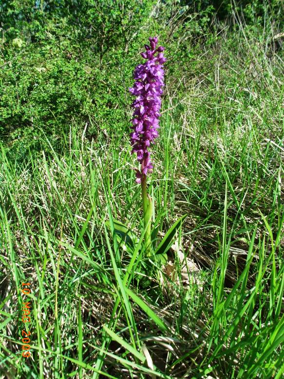 Orchis mascula